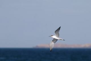 Chilean Wine Brands: Almaviva, Carmenere and Coastal Excellence