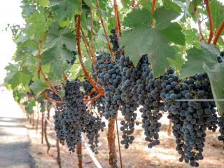 American Wine Brands: Napa Cabernet and Oregon Pinot Noir