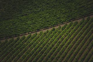 Chilean Wine Brands: Almaviva, Seña, Carménère and Coastal Whites