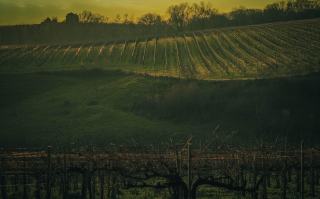 Organic Wine Brands: Biodynamic and Sustainable Producers