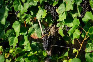 Penfolds: Grange, the Bin Range and Australia's Benchmark