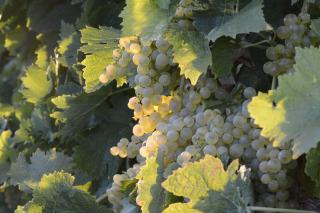 Prestige Wines: The World's Most Expensive and Rare Bottles