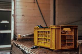 Sassicaia: The Bolgheri Wine That Launched the Super-Tuscans
